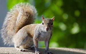 Squirrel Diseases